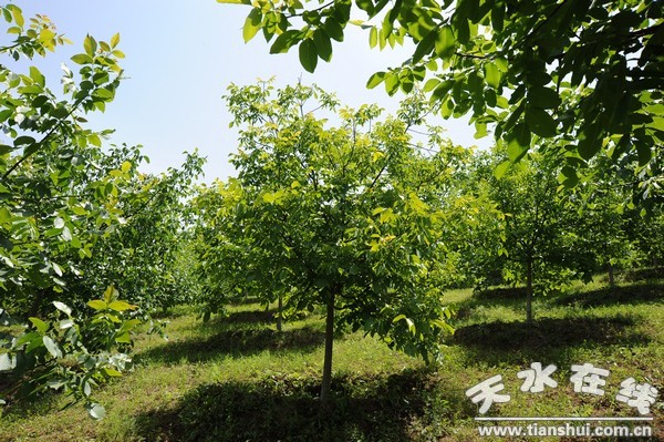 西靈山3.3萬畝優(yōu)質(zhì)核桃示范基地一角.jpg
