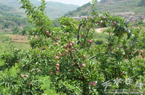 碩果滿枝.jpg
