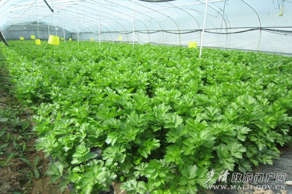 IMG_0393_看圖王.jpg IMG_0393_看圖王.jpg