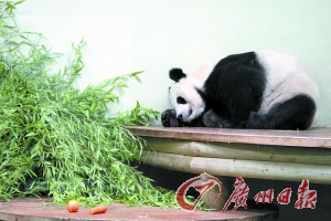 在愛丁堡動物園休息的大熊貓“甜甜”。(資料圖片)