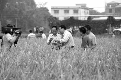 “袁隆平超級稻”年畝產(chǎn)3075斤再創(chuàng)新紀錄