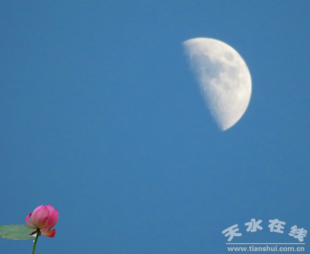 照片:天河廣場的荷花望月.jpg