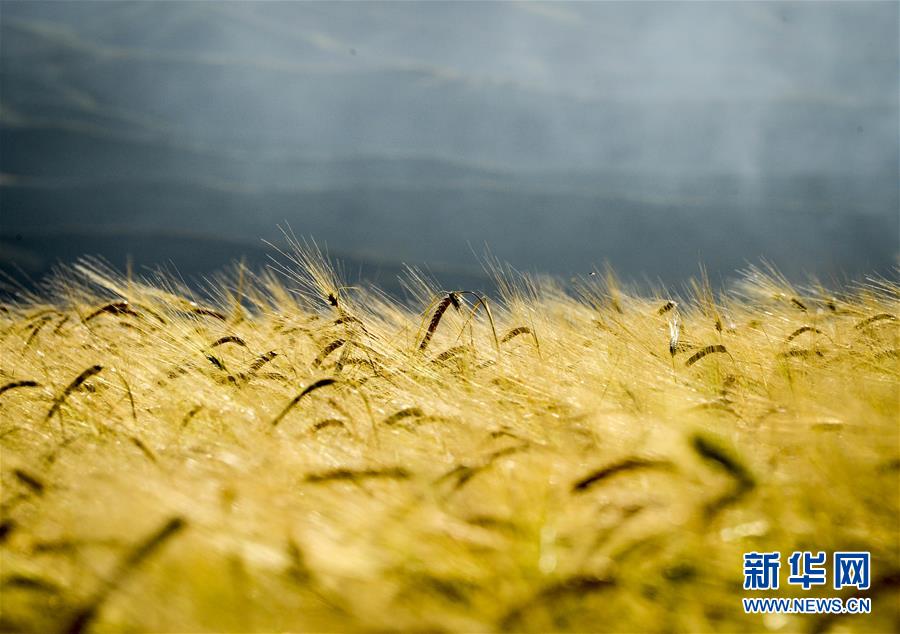 (新華全媒頭條·豐收的味道·圖文互動)(4)豐收,九月的味道